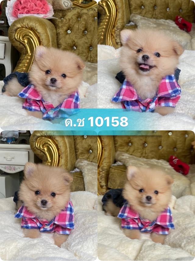 ลูกปอมปอมแท้ น่ารัก สีสวย อ้วนกลมหมี พร้อมย้ายบ้านค่ะ รูปที่ 7
