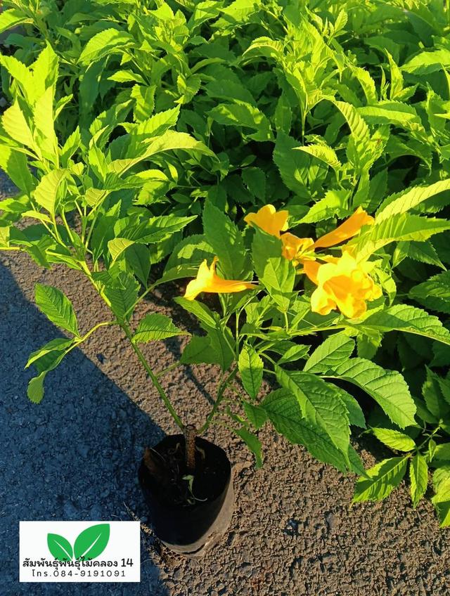 ต้นทองอุไร ทองอุไรสีเหลือง