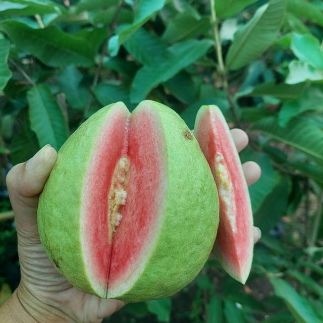ฝรั่งใส้แดง 3