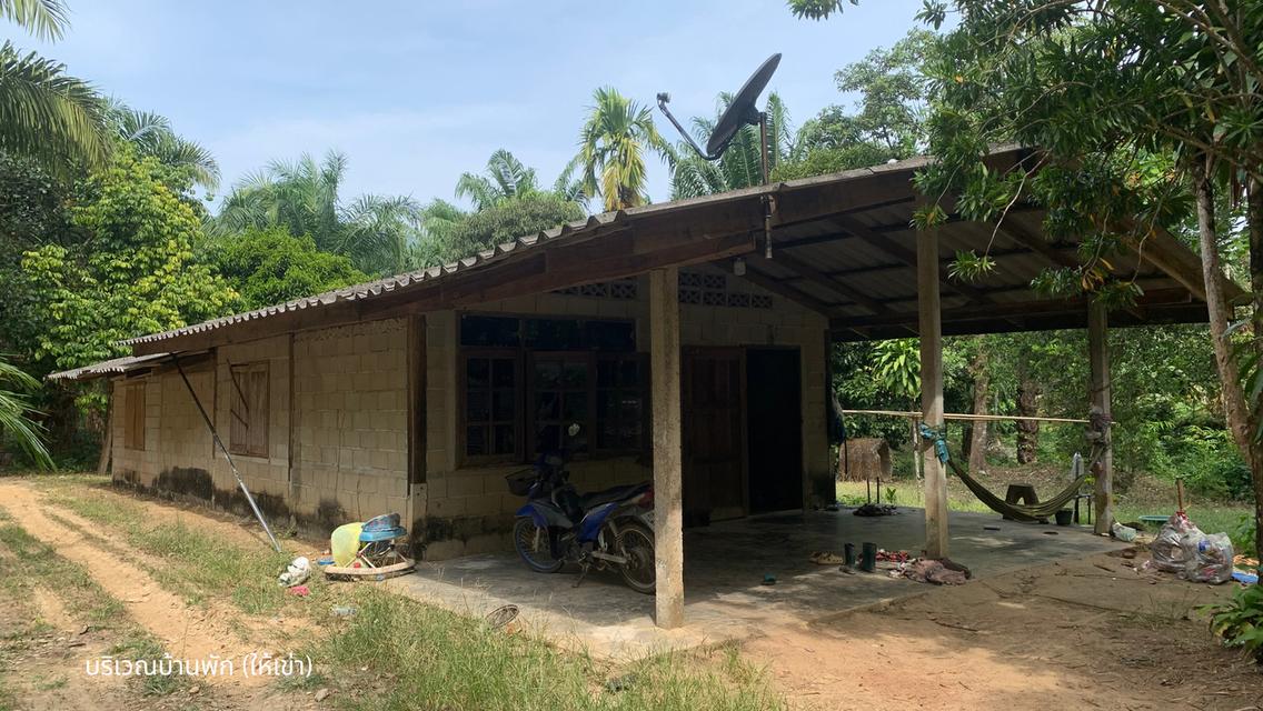 ขายที่ดินพร้อมสวนปาล์มและสวนยางพารา เนื้อที่รวม 52 ไร่ อำเภอกะเปอร์ จังหวัดระนอง 7