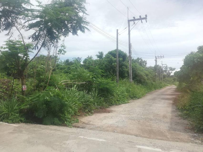 ที่ดินเปล่า ทำเลใกล้โรงงาน/อพาร์ทเม้นท์ ห่างถนนใหญ๋ 400 เมตร เหมาะทำคลังสินค้าหรือธุรกิจโลจิสติกส์ 1