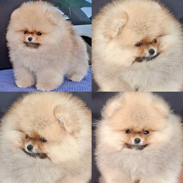 ลูกปอมพร้อมย้ายบ้านจ้า