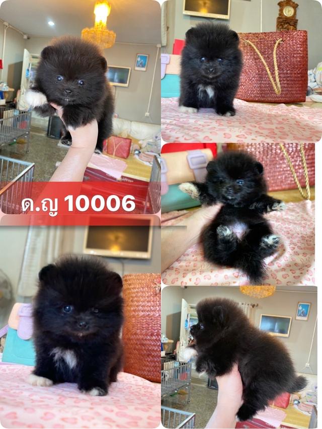 ปอมเมอเรเนียนแท้  4