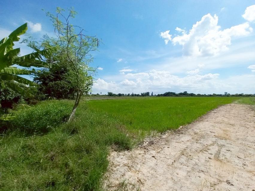 ขายที่ดินเปล่า คลอง16 (หนองปล้อง) อำเภอดอนเจดีย์ จังหวัดสุพรรณบุรี