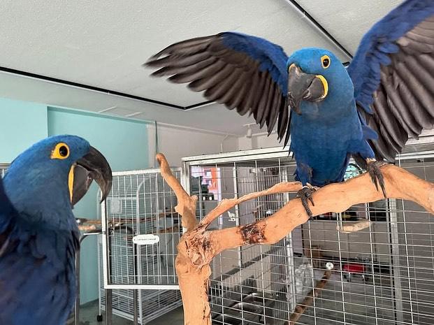 Hyacinth Parrots for sale