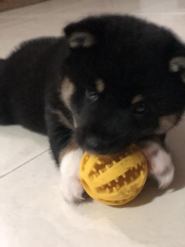 ลูกสุนัขชิบะอินุแท้ เพศผู้สี Black tan อายุ 2 เดือน 7