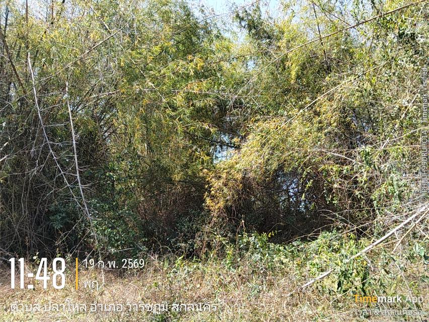 ด่วนขายที่ดิน13ไร่เศษฉโนดครุฑแดงโอนฟนีไม่มีค่าใช้จ่ายต่อรองราคาได้เจ้าของขายเอง 15