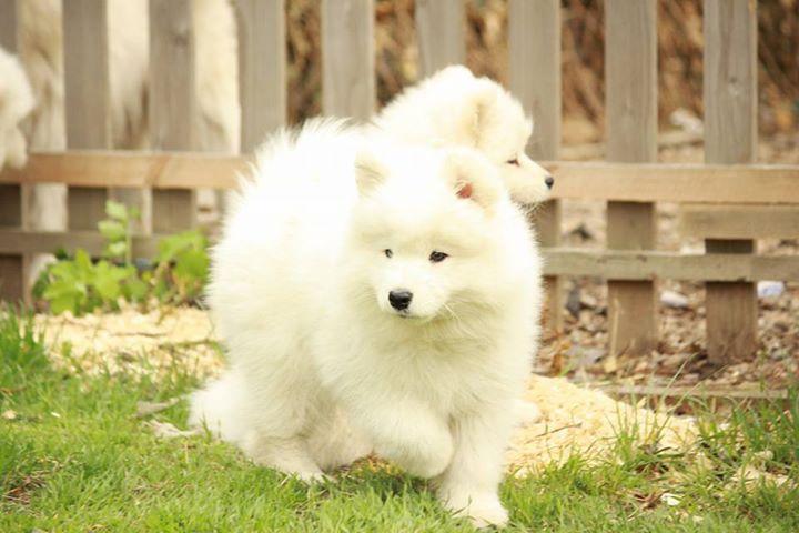 Samoyed puppies WhatsApp me : +66 63 826 3042 รูปย่อยที่ 3
