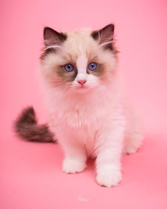 แมวแร็กดอลล์ (Ragdoll) อายุ 4 เดือน รูปที่ 9