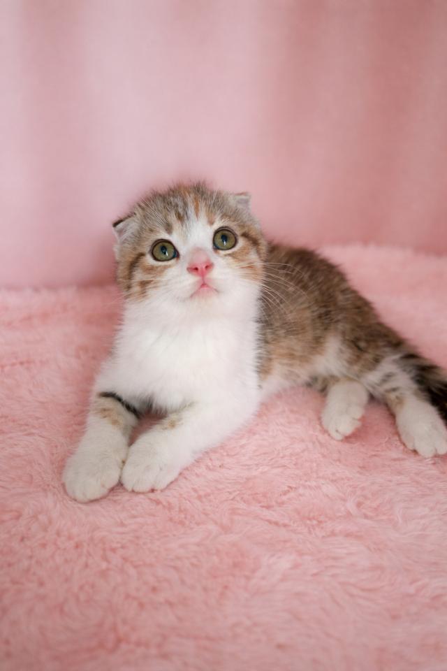 สก็อตติชโฟลด์แท้ ด.ญ.สามสี หูพับ รูปที่ 5