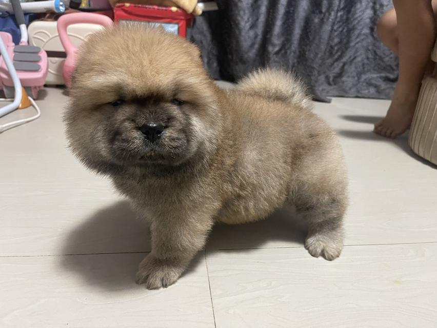 หมาเชาว์ เชาว์แท้ 100% รูปที่ 4