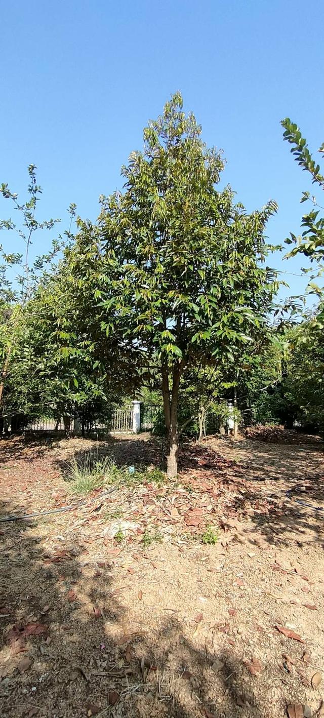 Selling the special price from 17 mil reduced 9.5 large land at Phetchabun 1