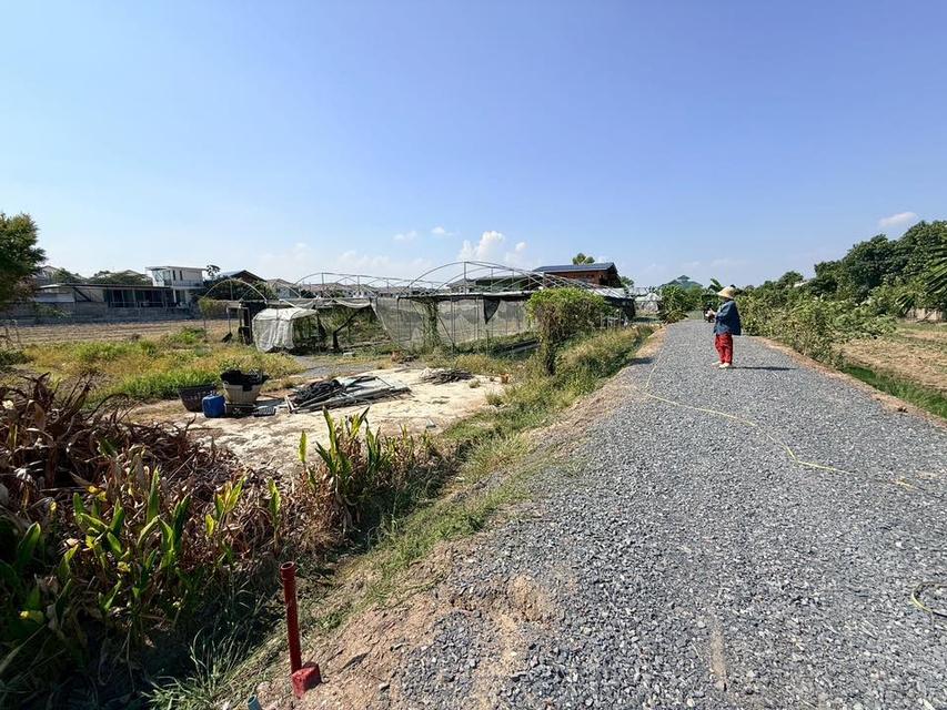 ขายด่วนที่ดิน 153 ตรว ติดถนนหินคลุก ซ.วัดหนองปรง ต.บางเดื่อ อ.เมืองปทุมธานี 4