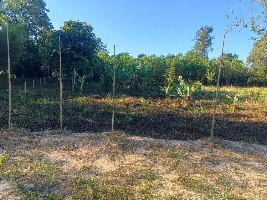ขายที่ดิน ม.6 ต.บุฝ้าย อ.ประจันตคาม จ.ปราจีนบุรี 8
