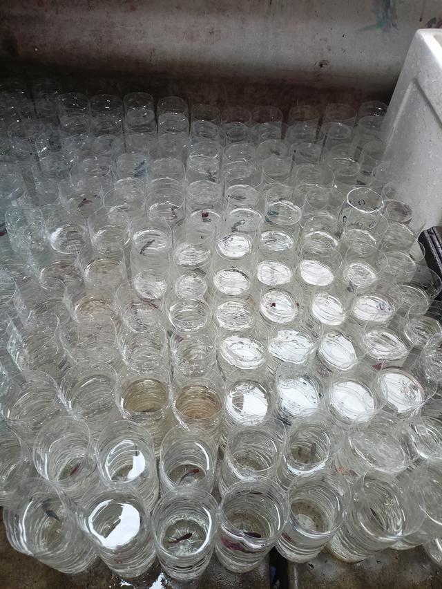 ปลากัดสวยงามราคาส่ง เริ่มต้นที่ 20 13