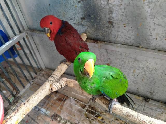 นกอิเล็คตัส สีเขียวสีแดง 3