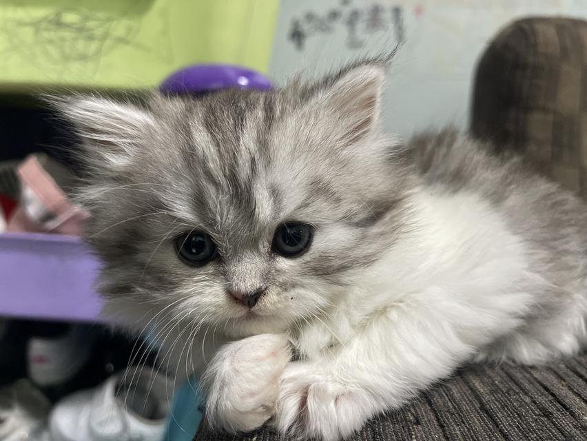 น้องเจ๊ไฝ(เพศเมีย)เกิด19/9/68 7