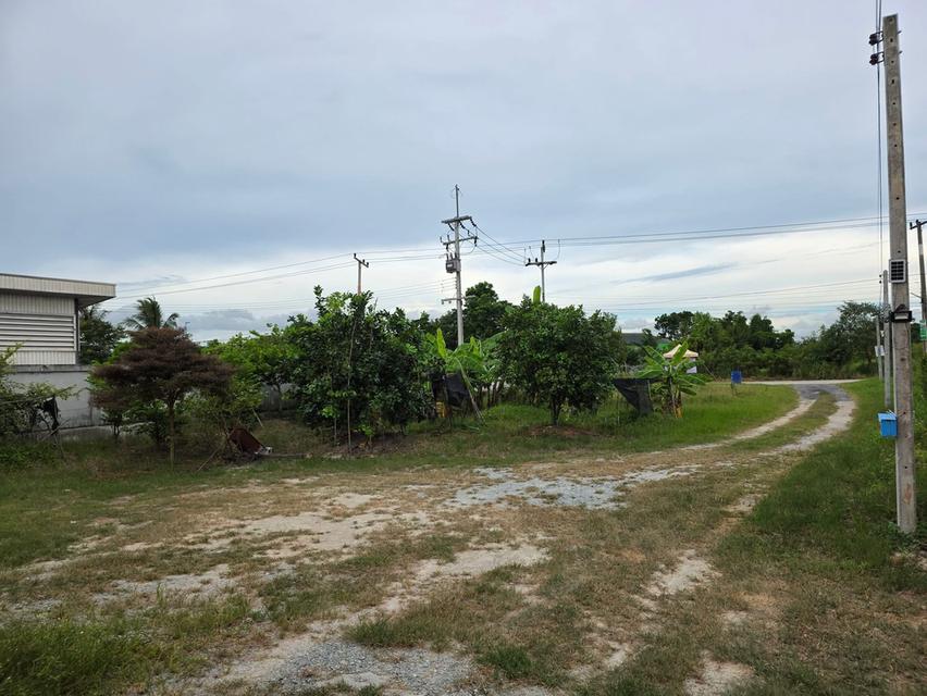 ขายที่ดินมาบโป่ง 1 ไร่ ซอยวัดโป่งตามุข ใกล้ถนนสี่เลน3023-1กม. ใกล้นิคมอมะเฟส10-8กม. อ.พานทอง ชลบุรี