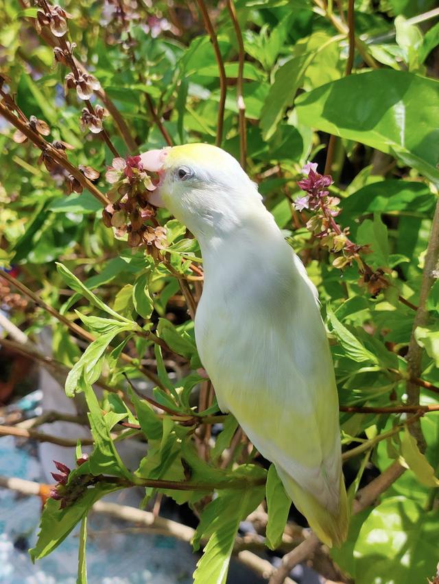 นกฟอพัสสีอเมริกันเยลโล่ 4