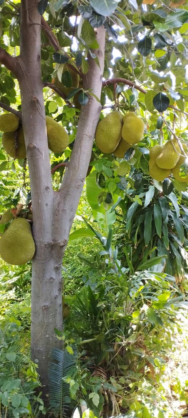 ขายด่วน ที่ดินอีสาน จ.ร้อยเอ็ด 5