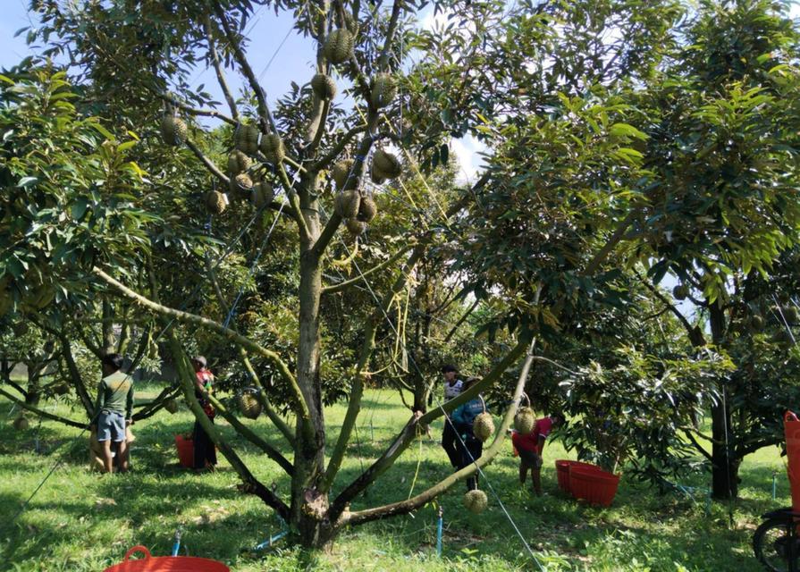 ที่ดินทำเลทอง บ้านพร้อมสวนทุเรียน 7