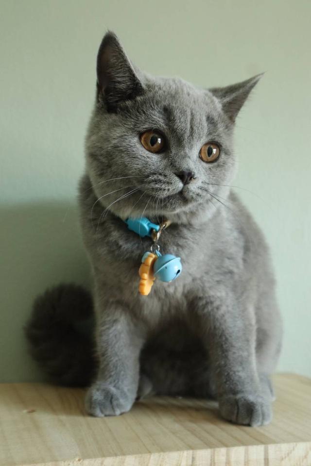 บริติชแท้ น้องเลม่อน รูปที่ 4