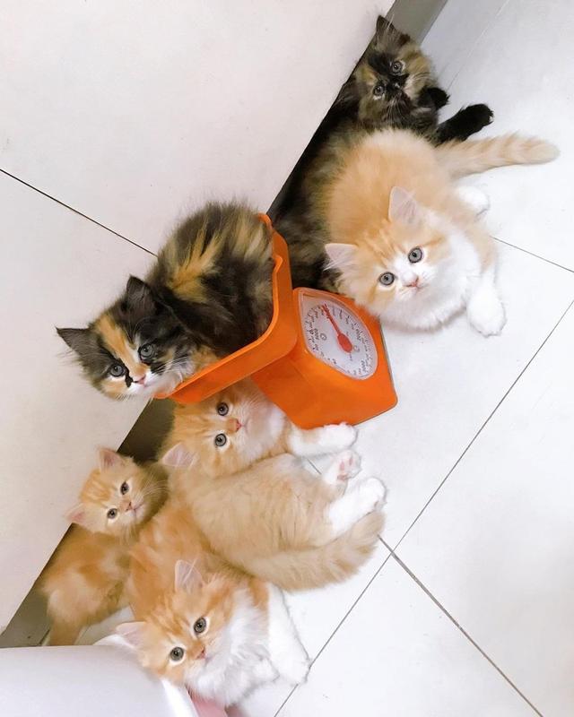 Exotic Shorthair Kittens WhatsApp me : +66 63 826 3042 รูปย่อยที่ 2
