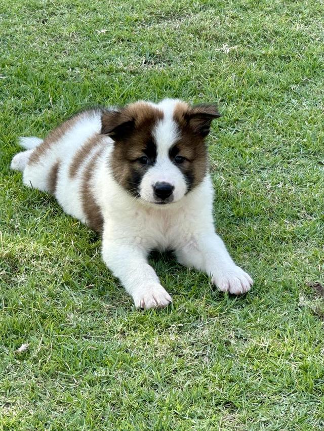 Thai Bangkaew Puppies for sale รูปที่ 3