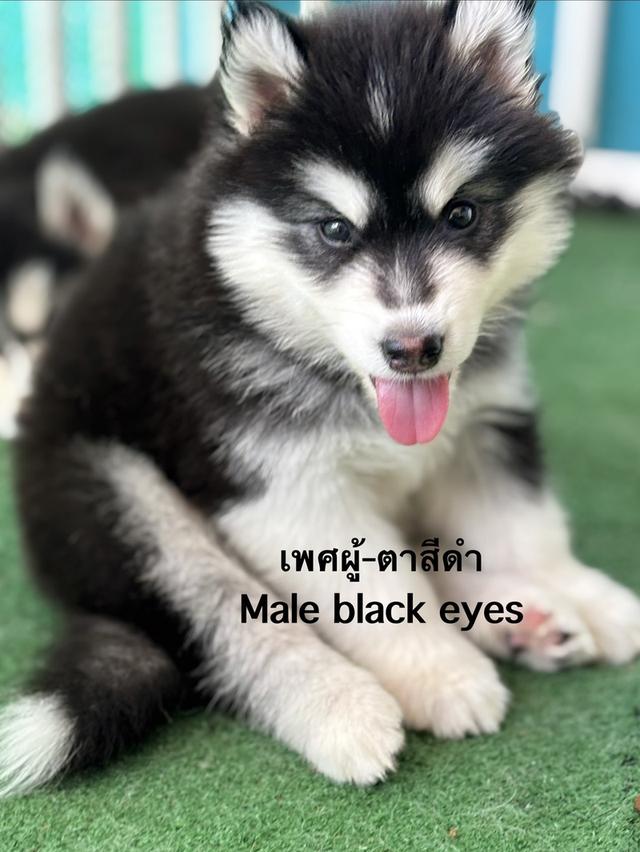 สุนัขไซบีเรียนฮัสกี้ รูปที่ 5