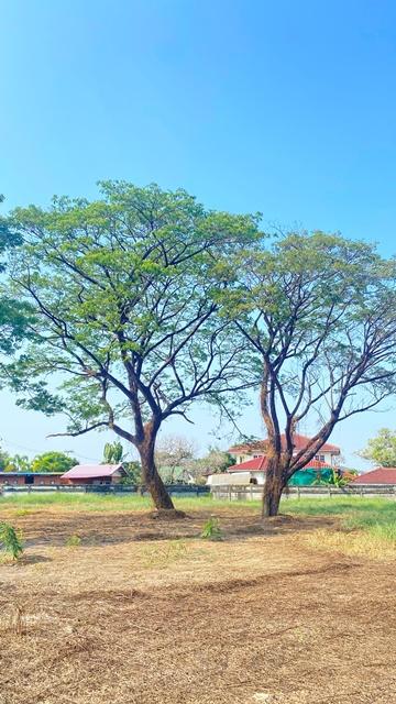 MRT บางรักน้อยท่าอิฐ 2.4กม. แยกท่าอิฐ ราชพฤกษ์ ให้เช่าที่ดินถมแล้ว 2ไร่ 2งาน 76ตร.วา. ตลาดสดท่าอิฐ 1.2 กม. สนามไดร์ฟกอล์ 8