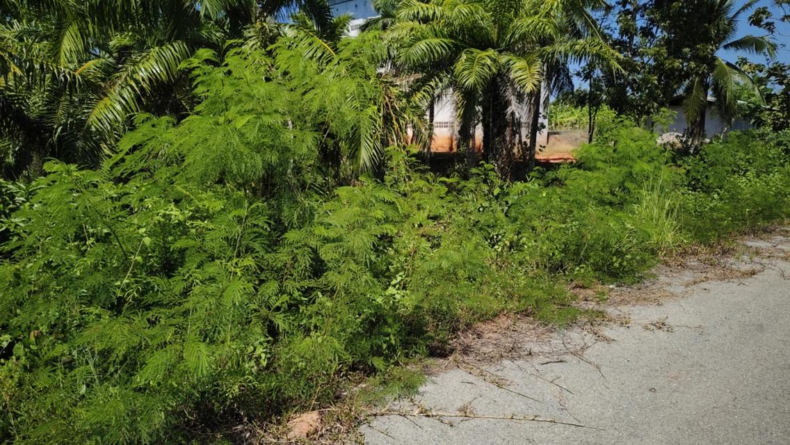 ที่ดิน 1ไร่ 1งาน 95000 บาท 1