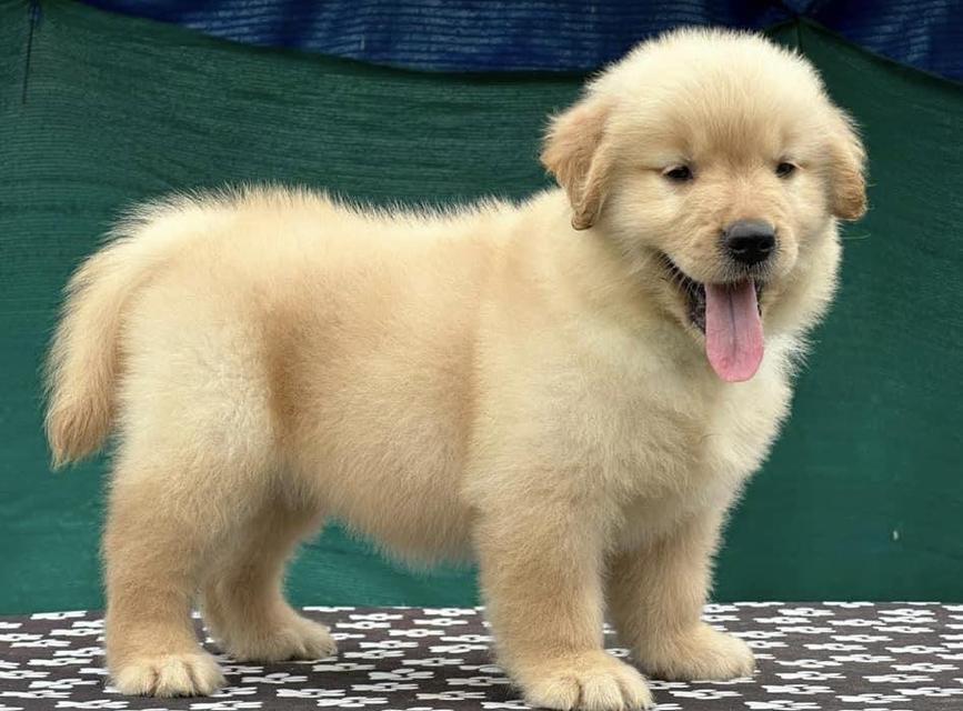 Golden Retriever Puppies | WhatsApp me : +66 63 826 3042 รูปที่ 3