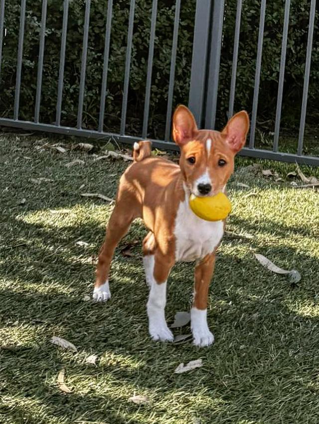 Male and Female Basenji puppies