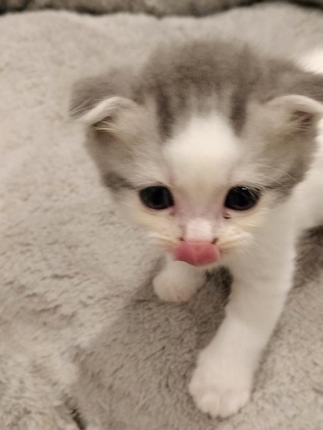 หาบ้านให้น้อง สก็อตติชโฟลด์ รูปที่ 2