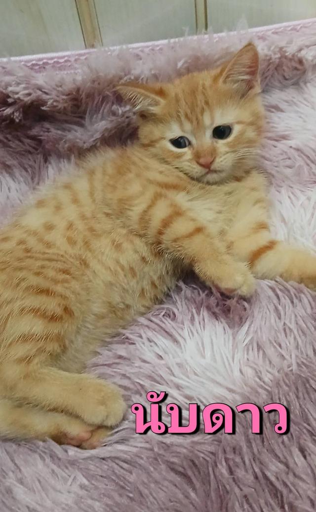 สก๊อตติช ด.ญ. 2 เดือน 2
