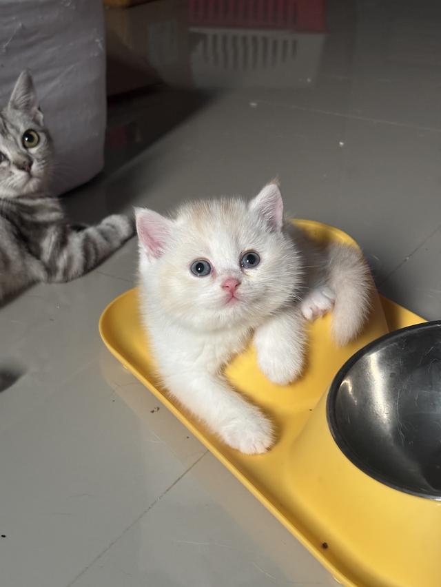 แมวบริติช British shorthair