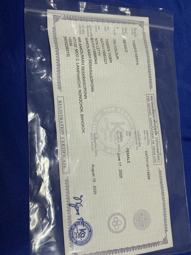 บีเกิ้ลสีบลู ญ. มีใบเพ็ด  5