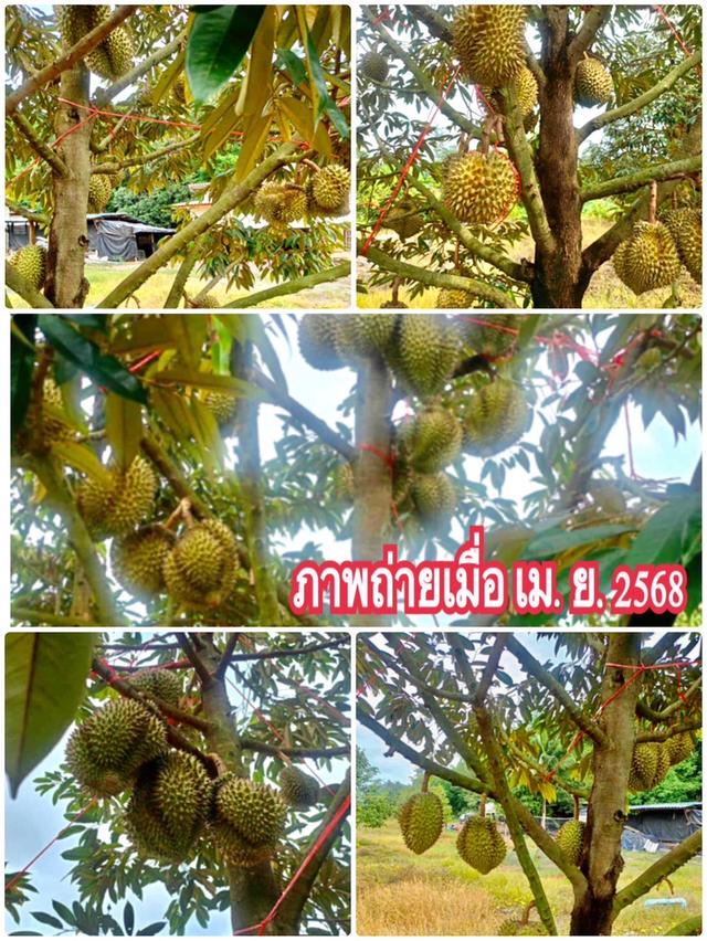 ขายราคาถูก สวนทุเรียนโฉนดรวม 106 ไร่ อ.เมือง จ.ตราด 2