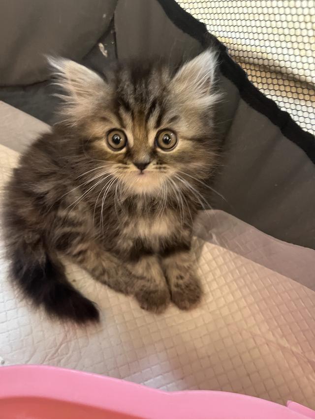 แมว เปอร์เซียแท้ ร้อยเปอร์เซ็นต์ 14