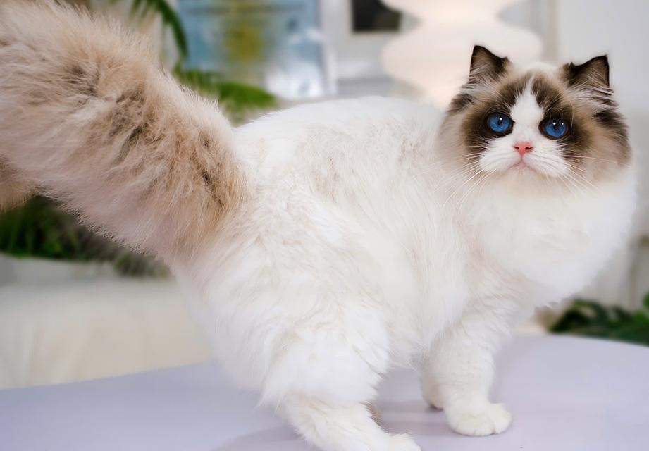 แมวแร็กดอลเด็กผู้ชาย 4เดือน 2