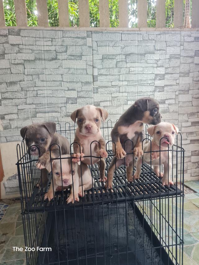 ลูก  Exotic Bully  2
