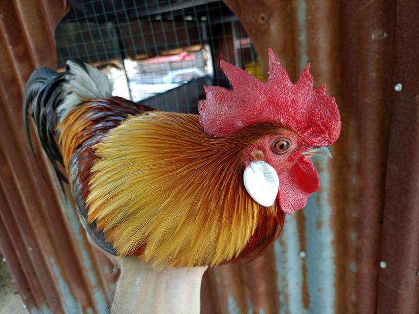 รัฐชนาวีฟาร์ม อนุรักษ์ไก่ต่อไทย รูปที่ 4