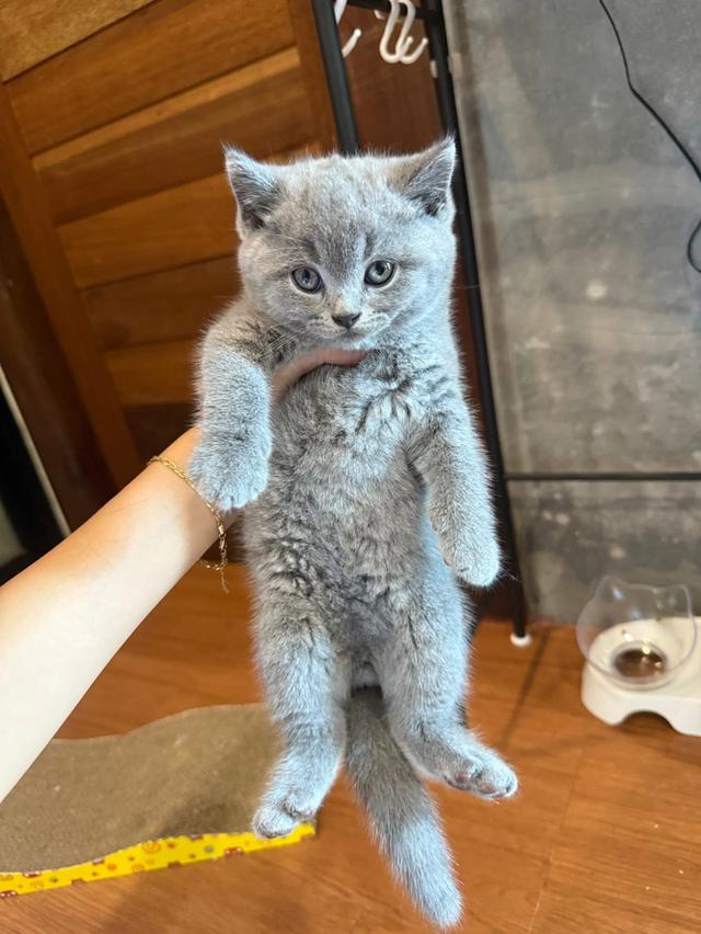 British Shorthair เด็กหญิง1 เด็กชาย1