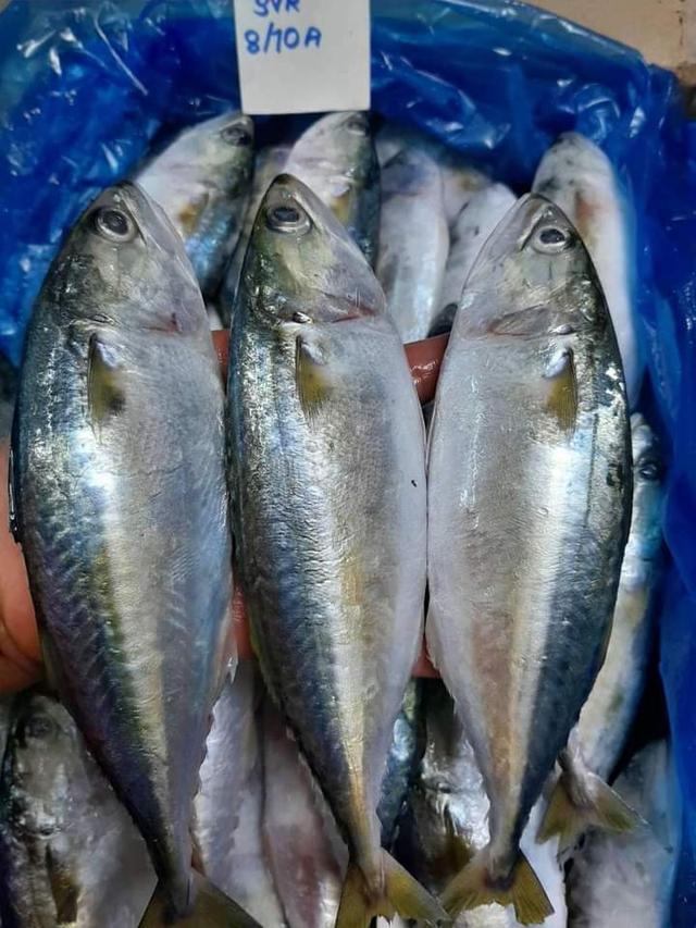 ปลาทูอินเดีย 2
