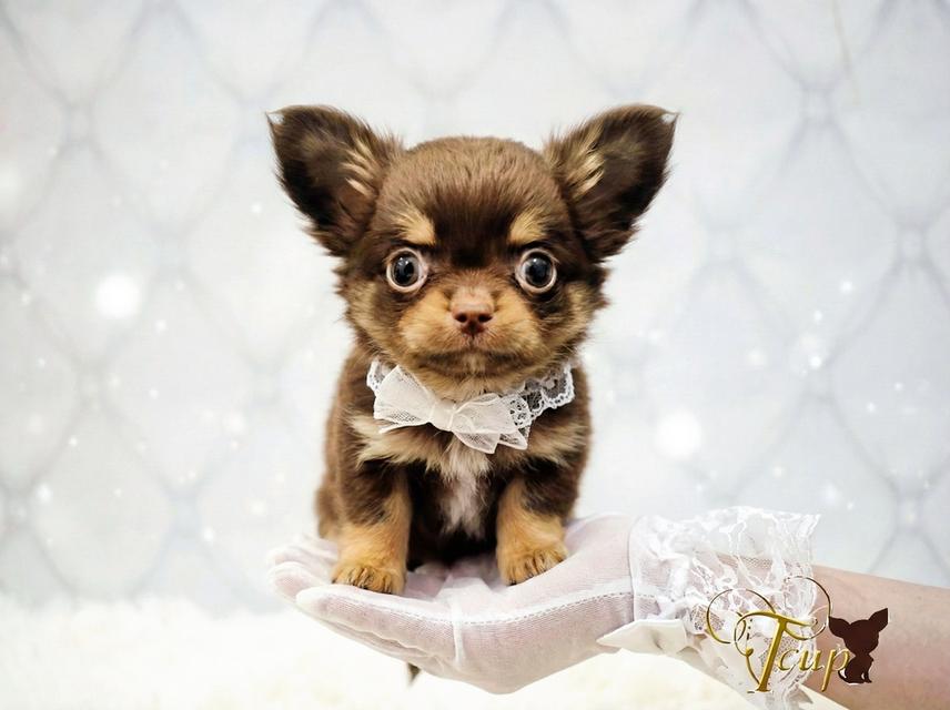 65000 Boy(Tcupsweethome)