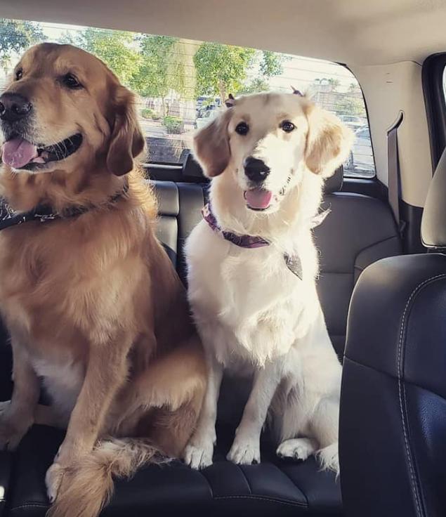 White Golden Retriever หาบ้านใหม่ด่วน 3