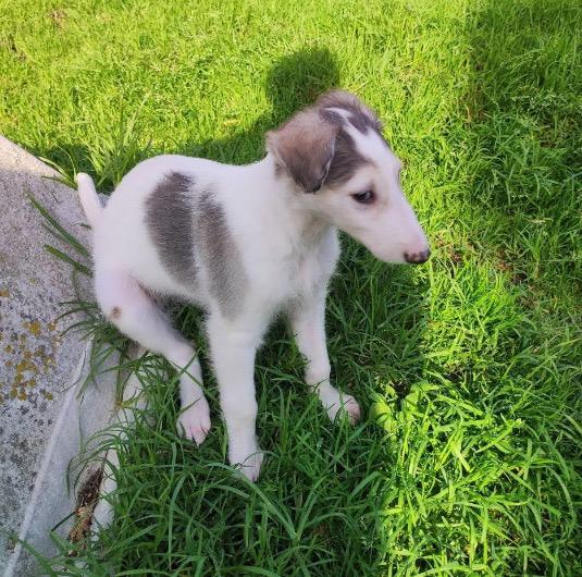 สุนัข Borzoi ตัวเมีย 2