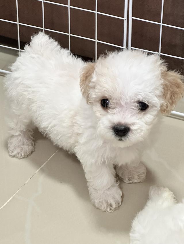 ลูกสุนัขพันธุ์พุดเดิ้ล