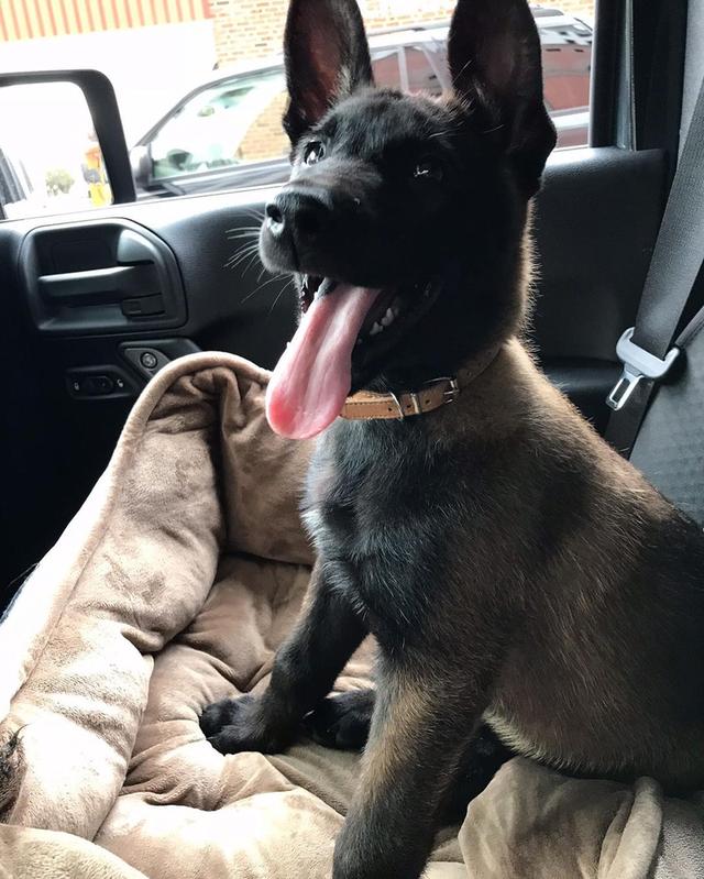 Belgian malinois puppies for adoption. รูปที่ 3