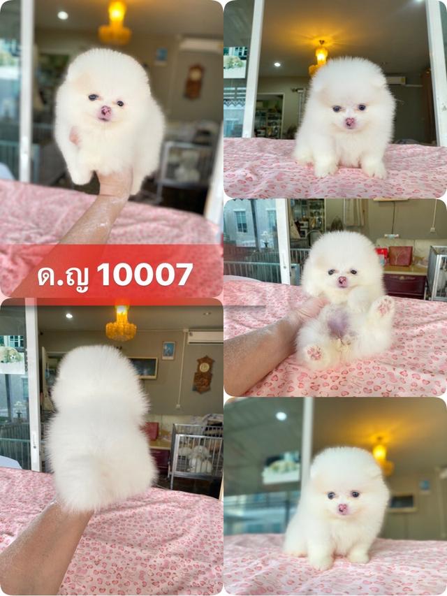 ปอมเมอเรเนียนแท้ 
